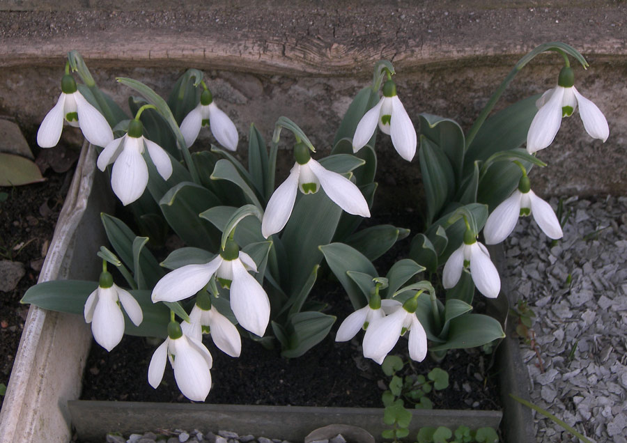 Galanthus elwesii 'Helen Tomlinson'
