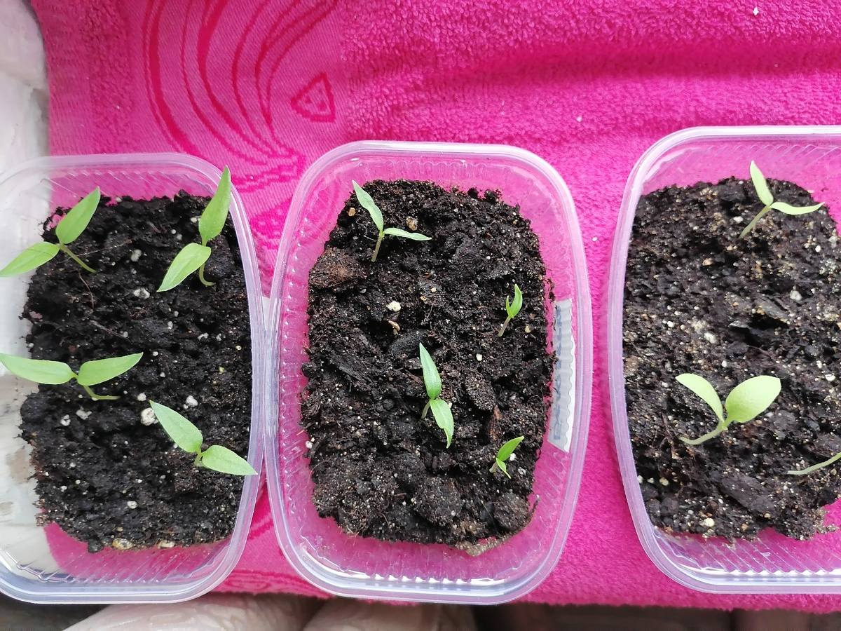 Перцы и баклажаны всходят