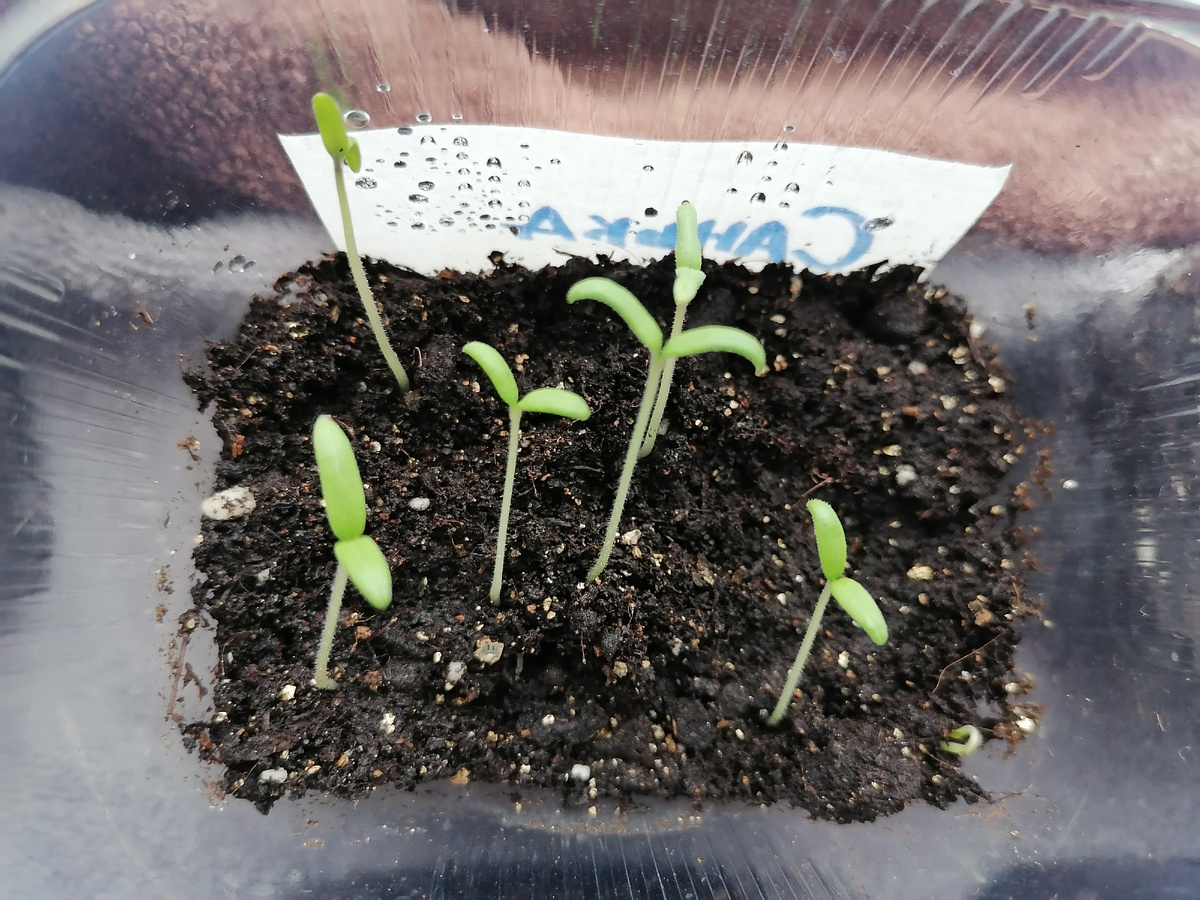 Вот так всходит томат Санька