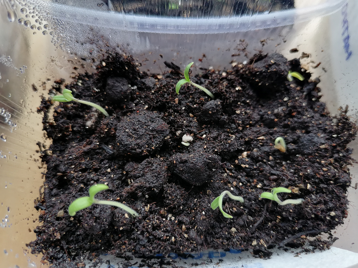 А это маленькая Клюква в сахаре