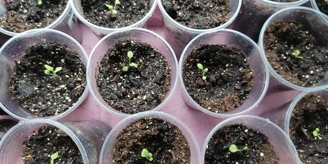 Дела на подоконнике