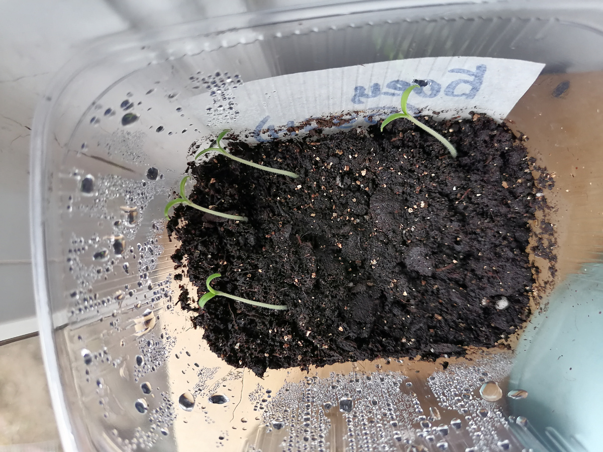 А это Боец (Буян)