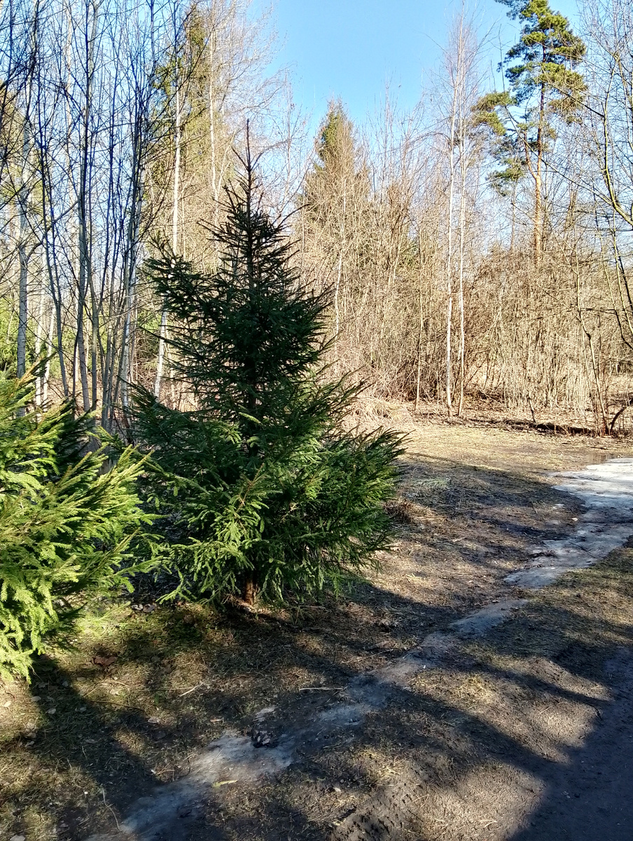 Несмотря на небольшой ледок в воздухе витала весна. Фото автора