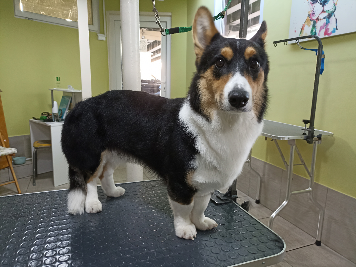 Миша, осознавший жизнь как она есть