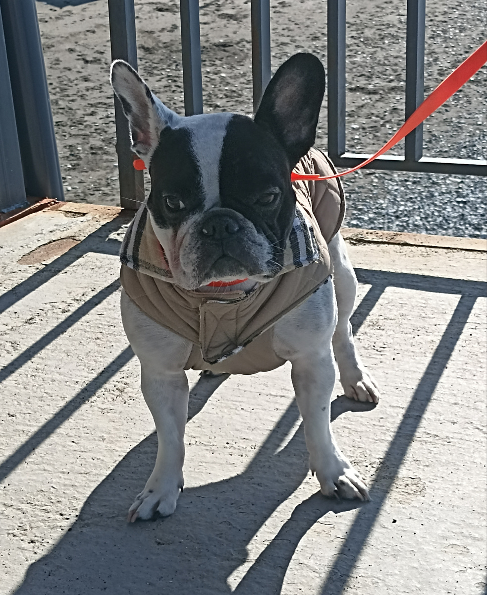 Анабель в режиме пластикового коня. 