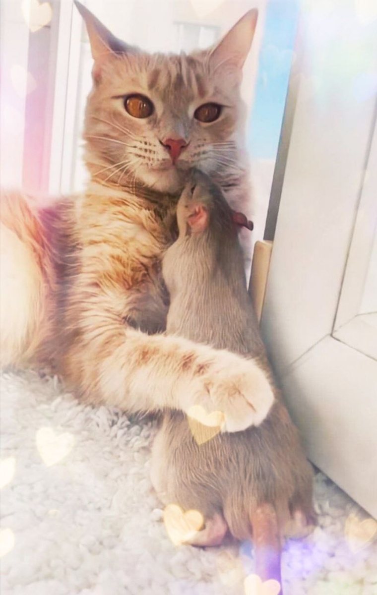 Персея и Филя