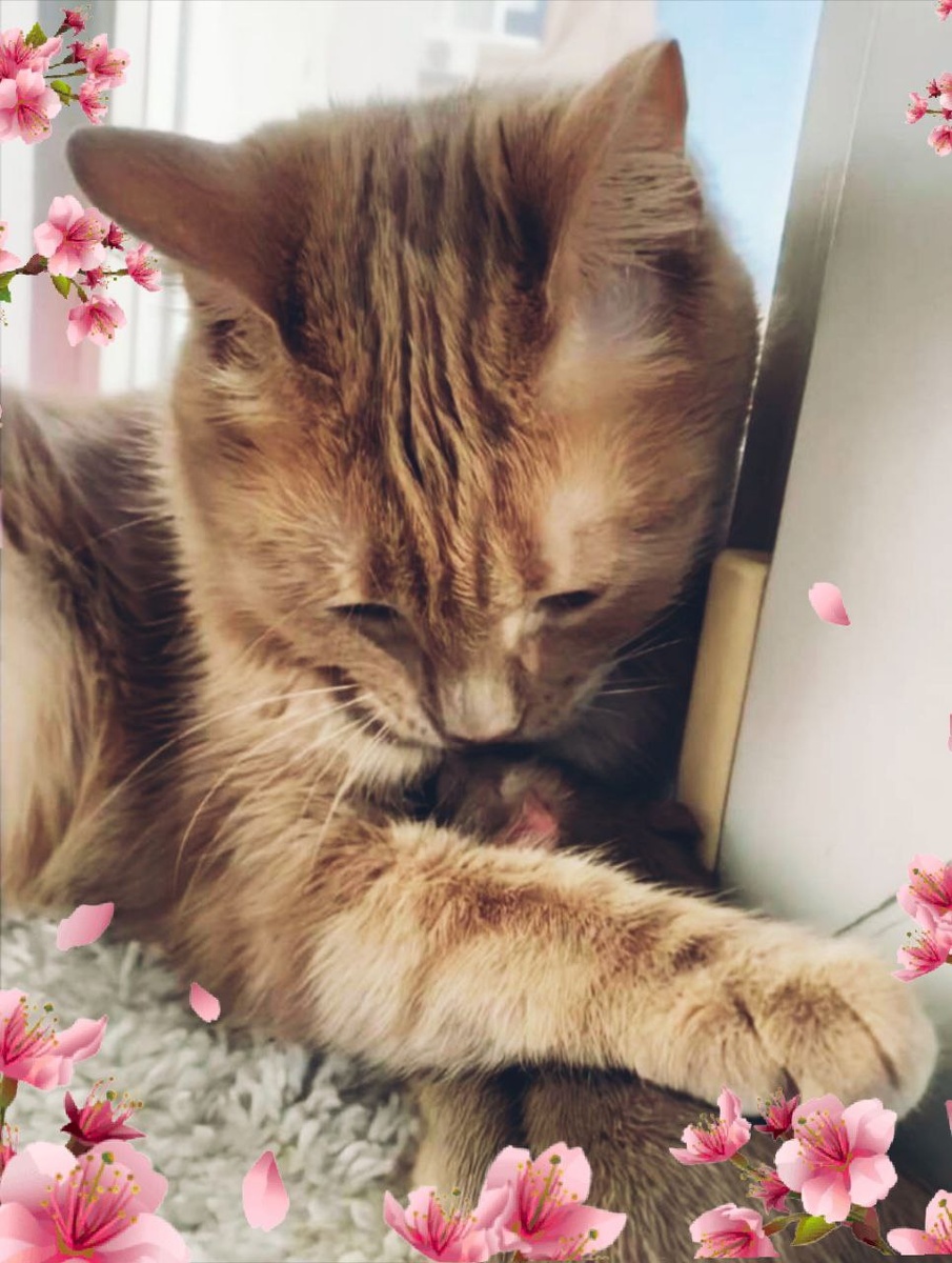 Персея и Филя