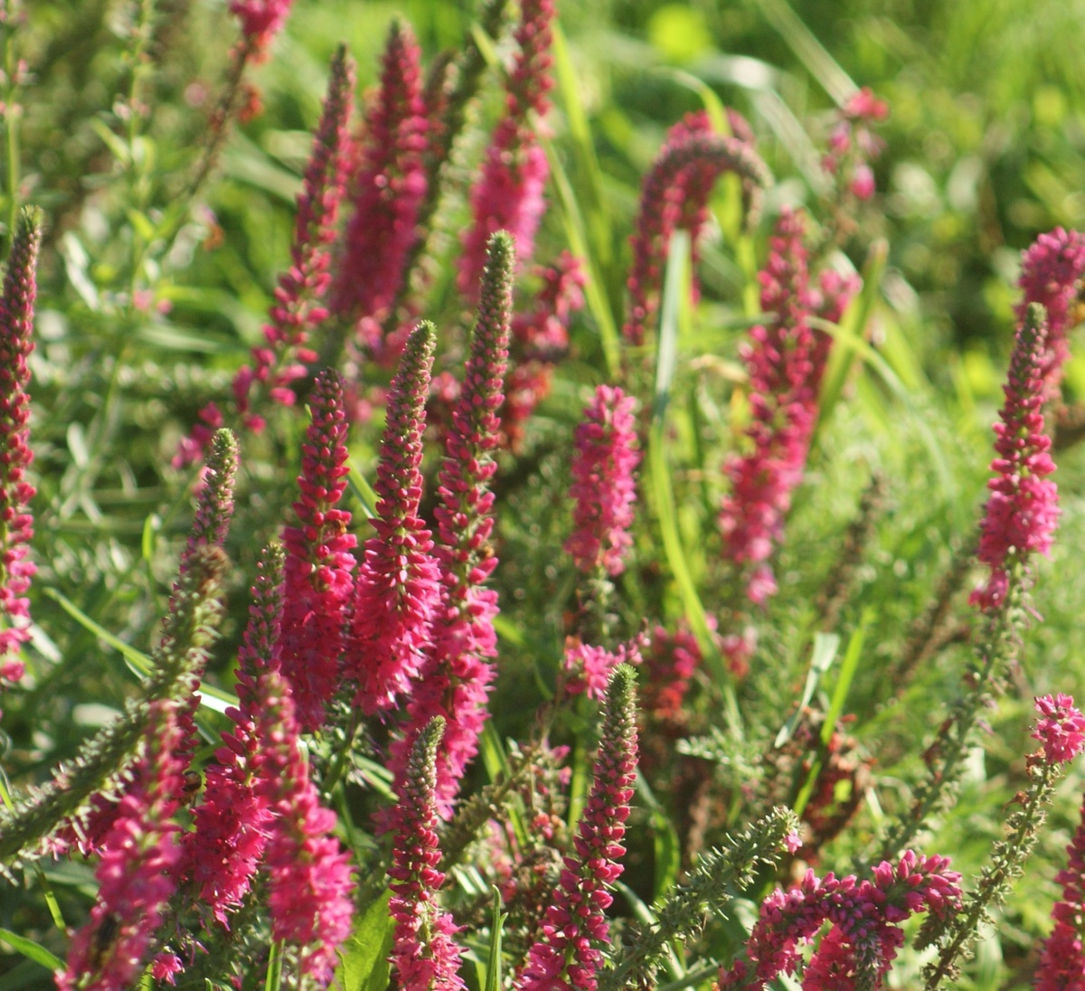 Вероника «Red fox»