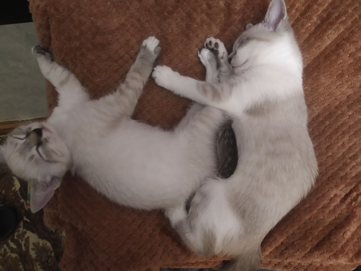 Довольные моськи