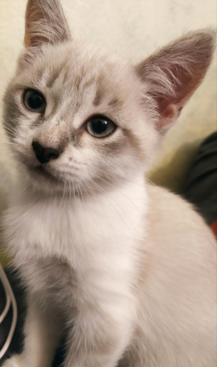 Пальма малышка