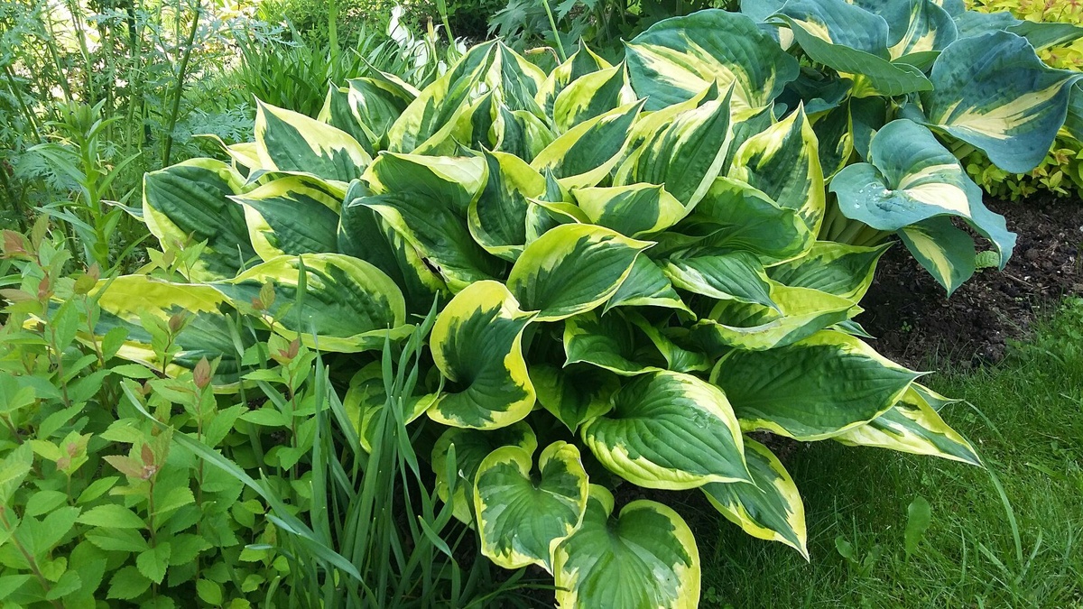 Хосты на даче не знаю кто такие слизни