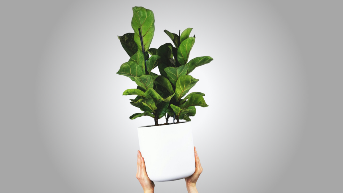 Фикус лирата описание и уход