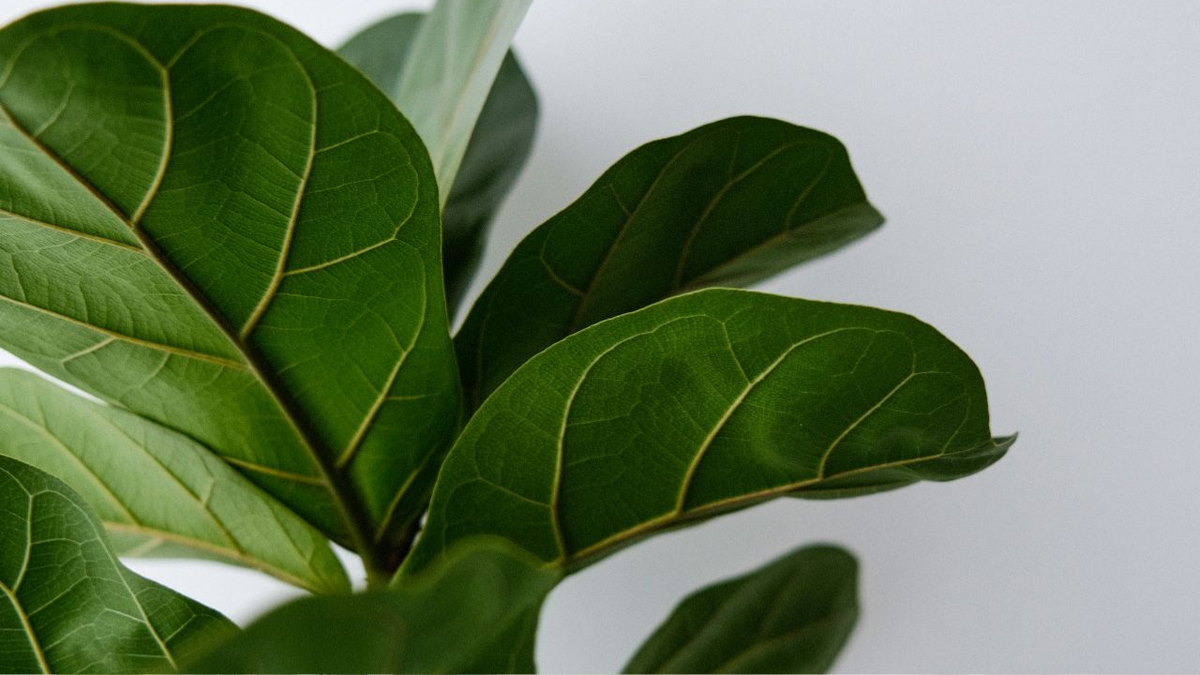 Полив Фикус лирата