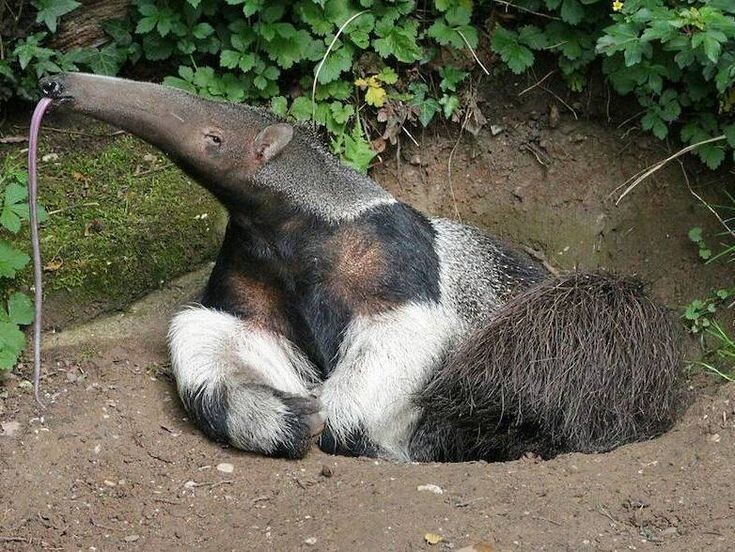 Ну, где там комиссия Книги рекордов Гиннесса?