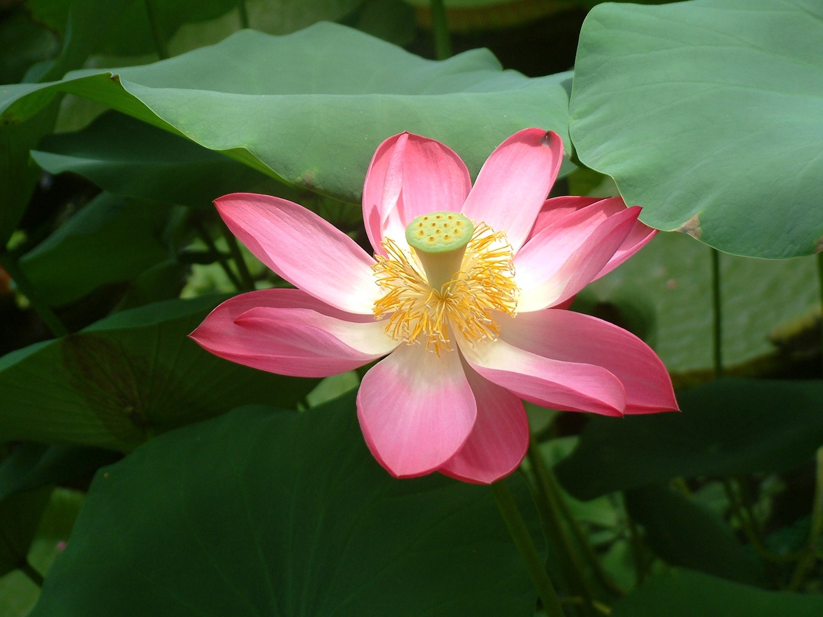 Лотос орехоносный (Nelumbo nucifera).