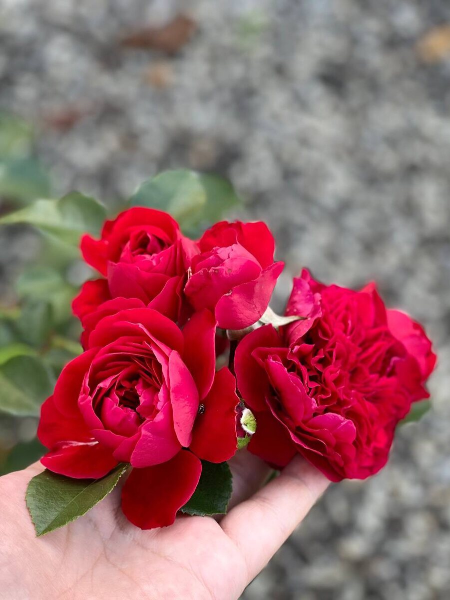 Флорентина. Первый год, посадка 2024. 