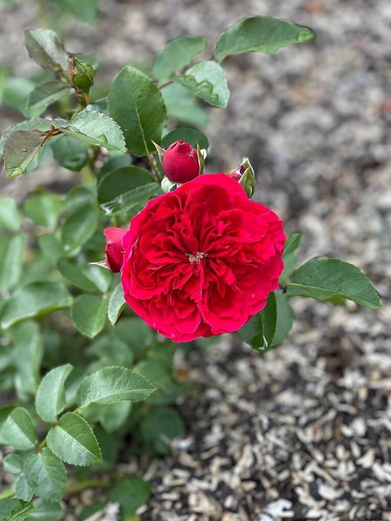 Желтая бусинка в центре цветка.