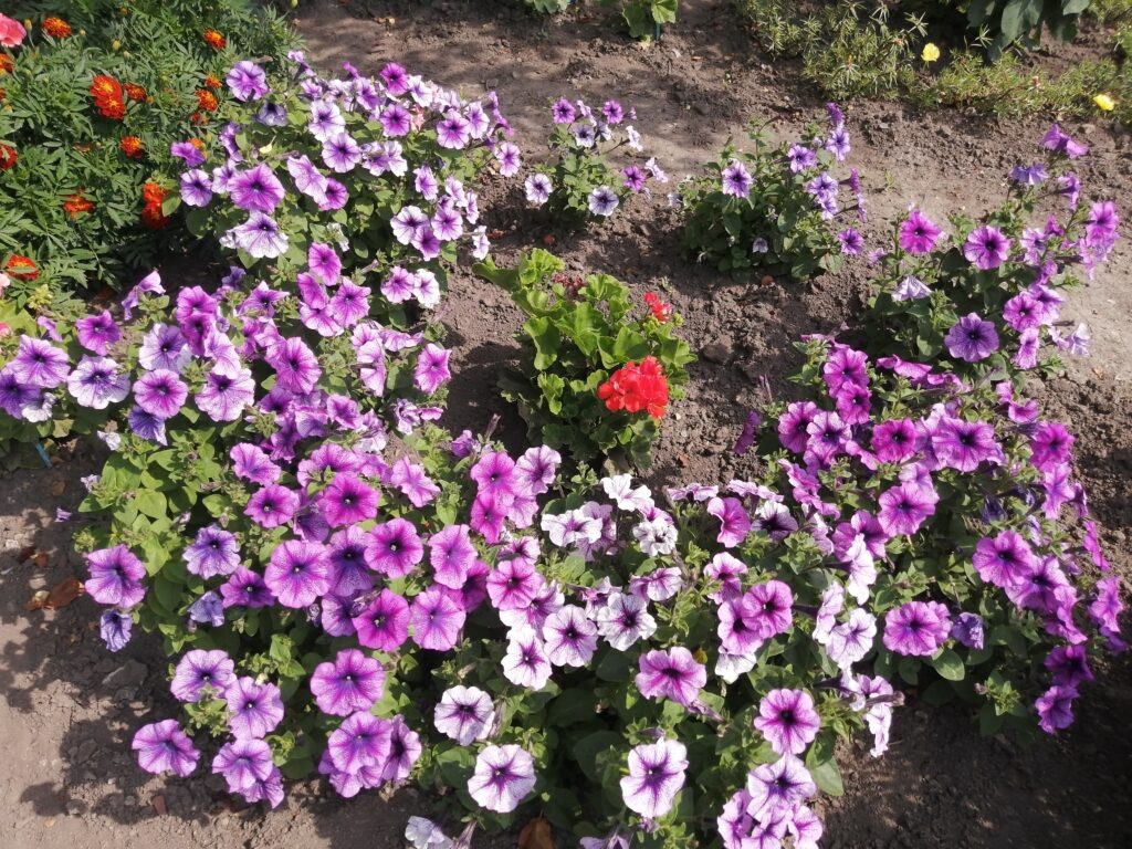 Петунии Варвара Краса из своих семян.