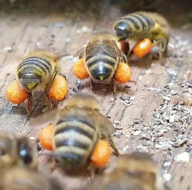 Пчелы возвращаются домой с нектаром