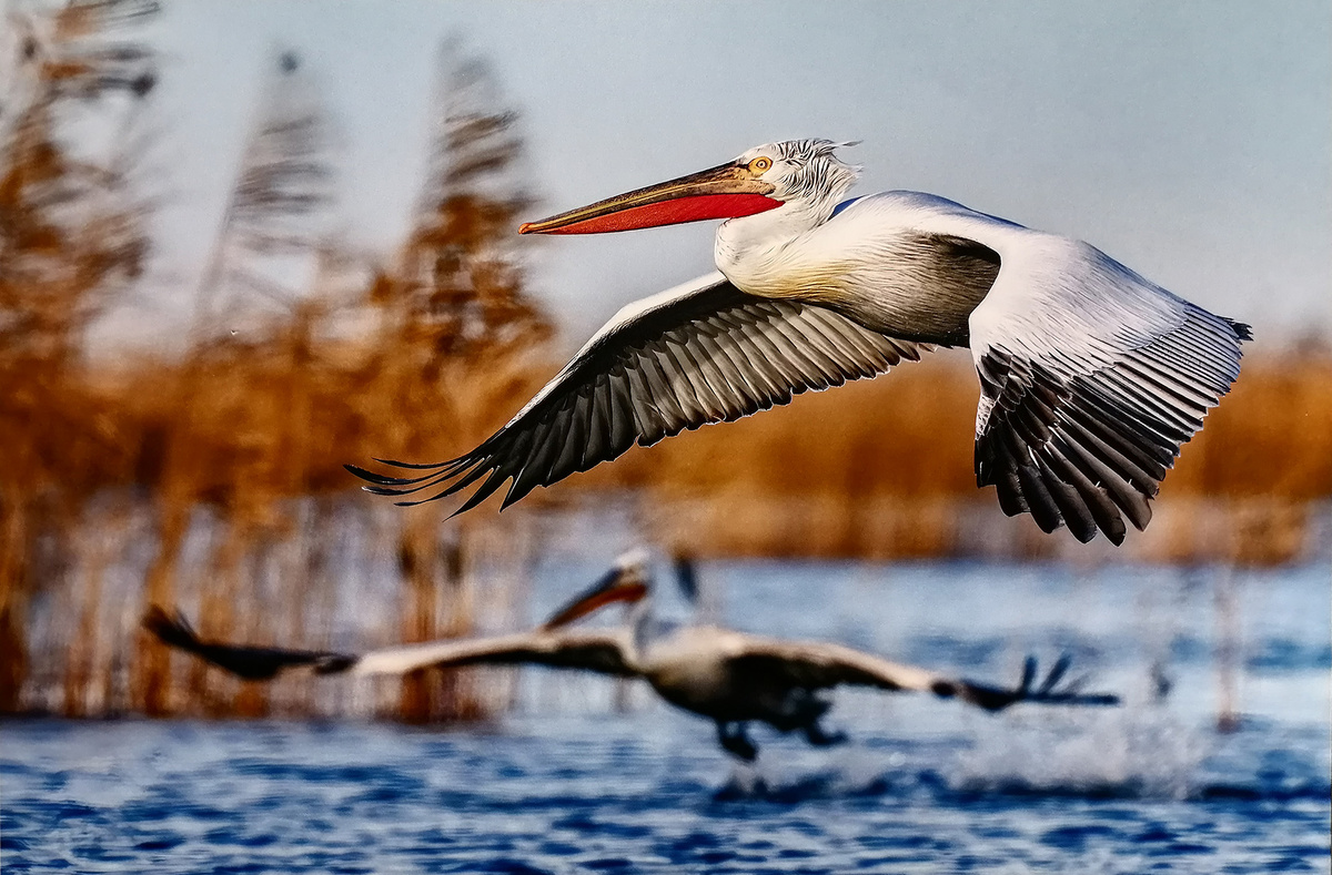 Андрей Семёнов. КУДРЯВЫЙ ПЕЛИКАН НА ФОНЕ ПЕЛИКАНА (Дагестан)