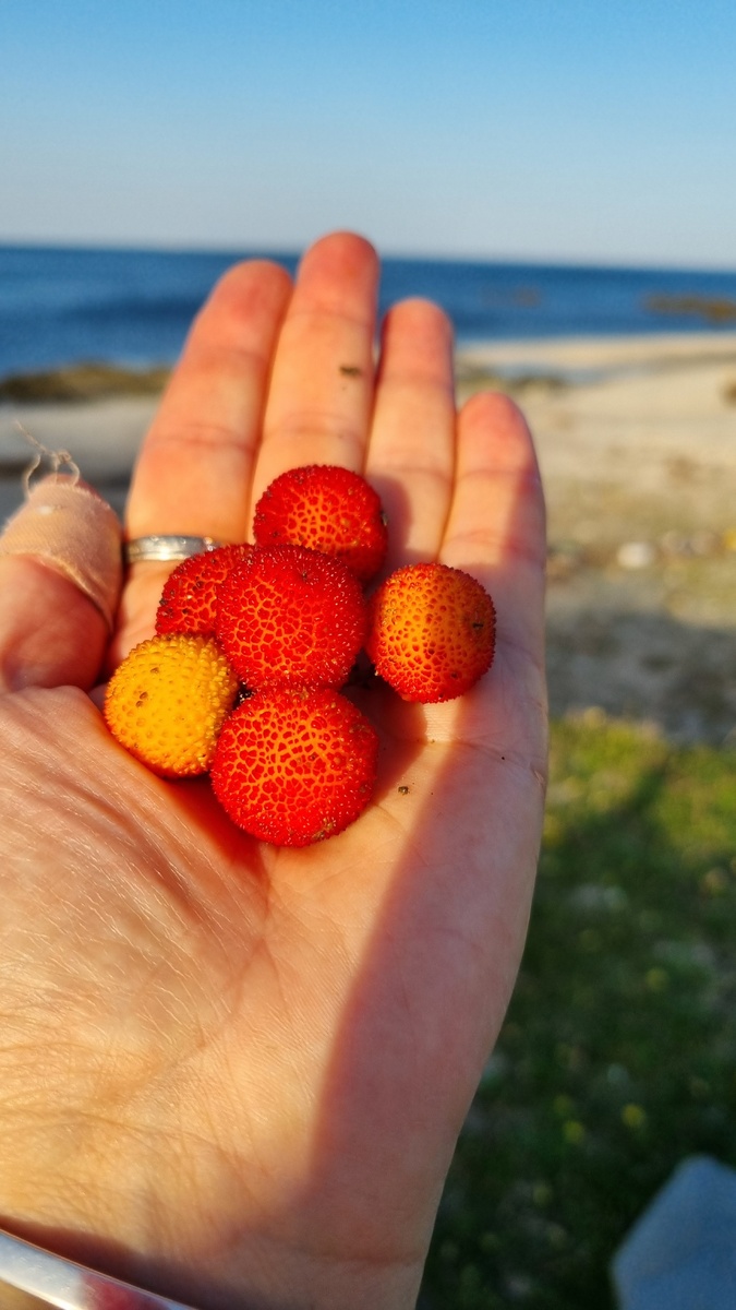 Земляничное дерево. Артубус. Фото Elena HrisTan 