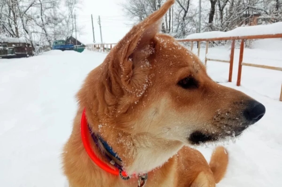    Погода: в Хабаровском крае 14 марта ожидаются морозы, снег и сильный ветер