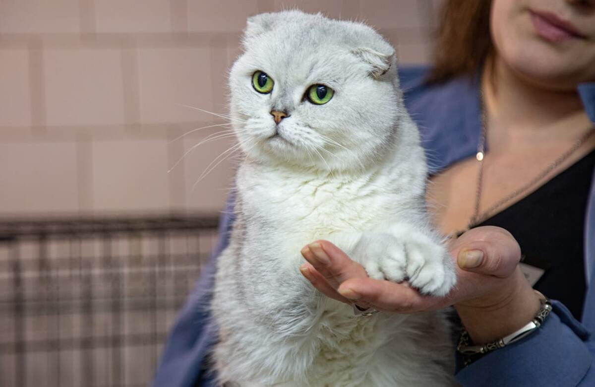 Автор: Первый Тульский