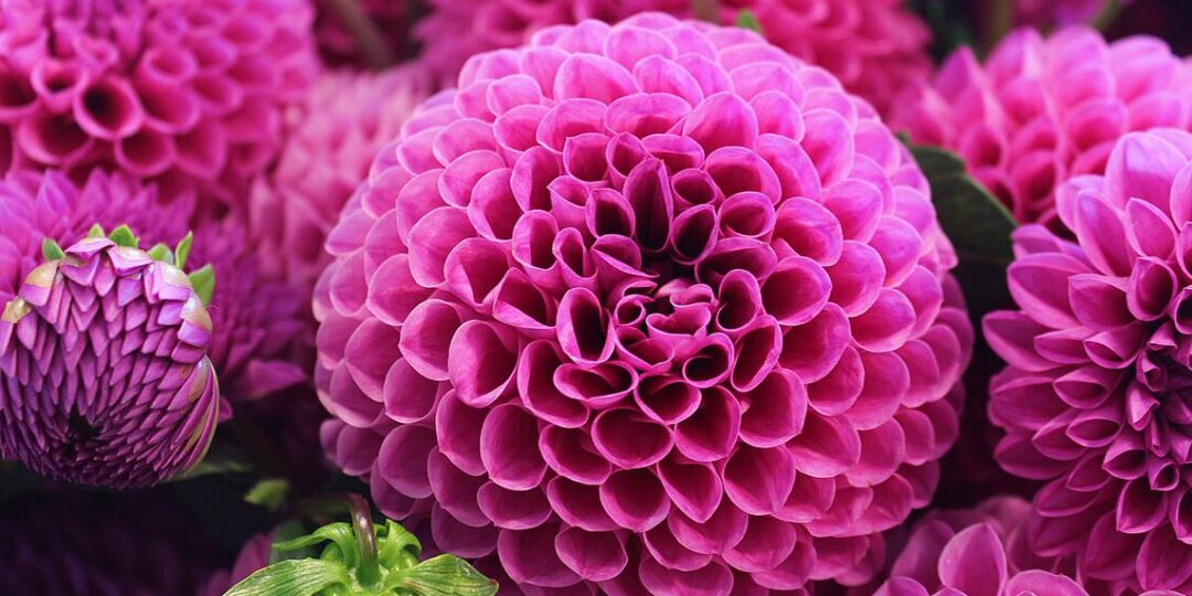 Хитрости посадки георгинов: как вырастить цветы, на которые будут оборачиваться