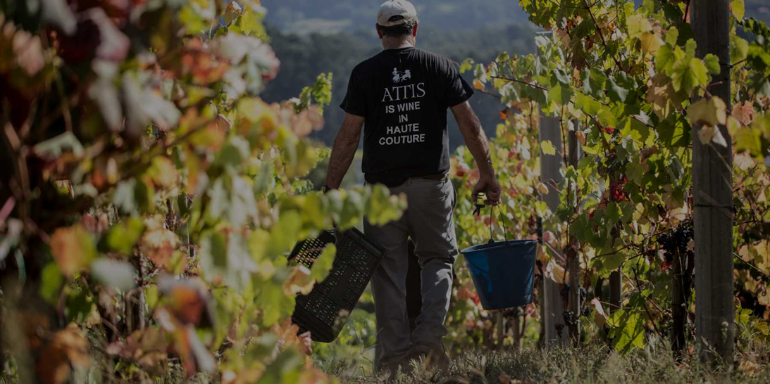Виноградники винодельни Attis. Испания, Галисия, Rías Baixas DO