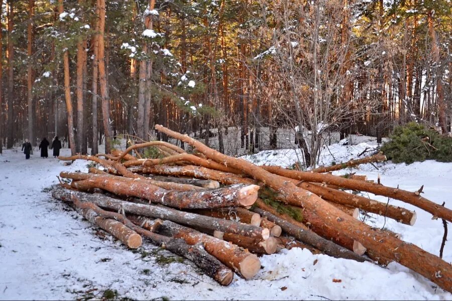 Вырубка деревьев Сергей Кулыгин, архив "БР"   📷