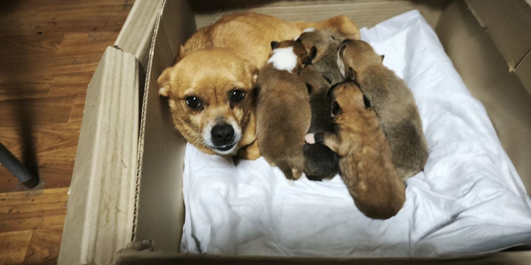 Что сейчас с семьей Чихуашек, спасенных военными из разрушенного детского сада?