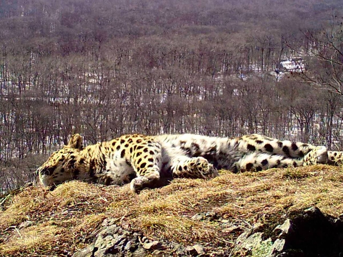     Источник: @amurleo_land