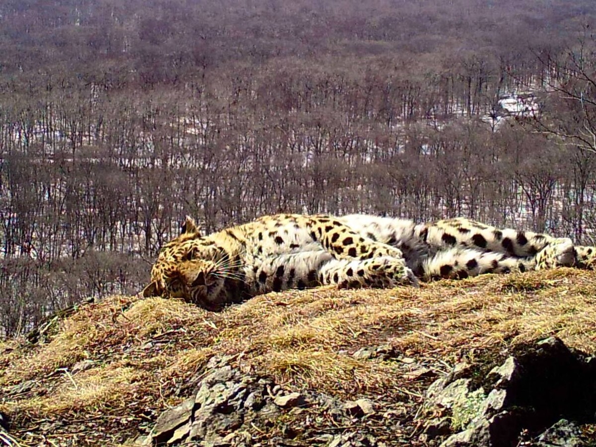     Источник: @amurleo_land