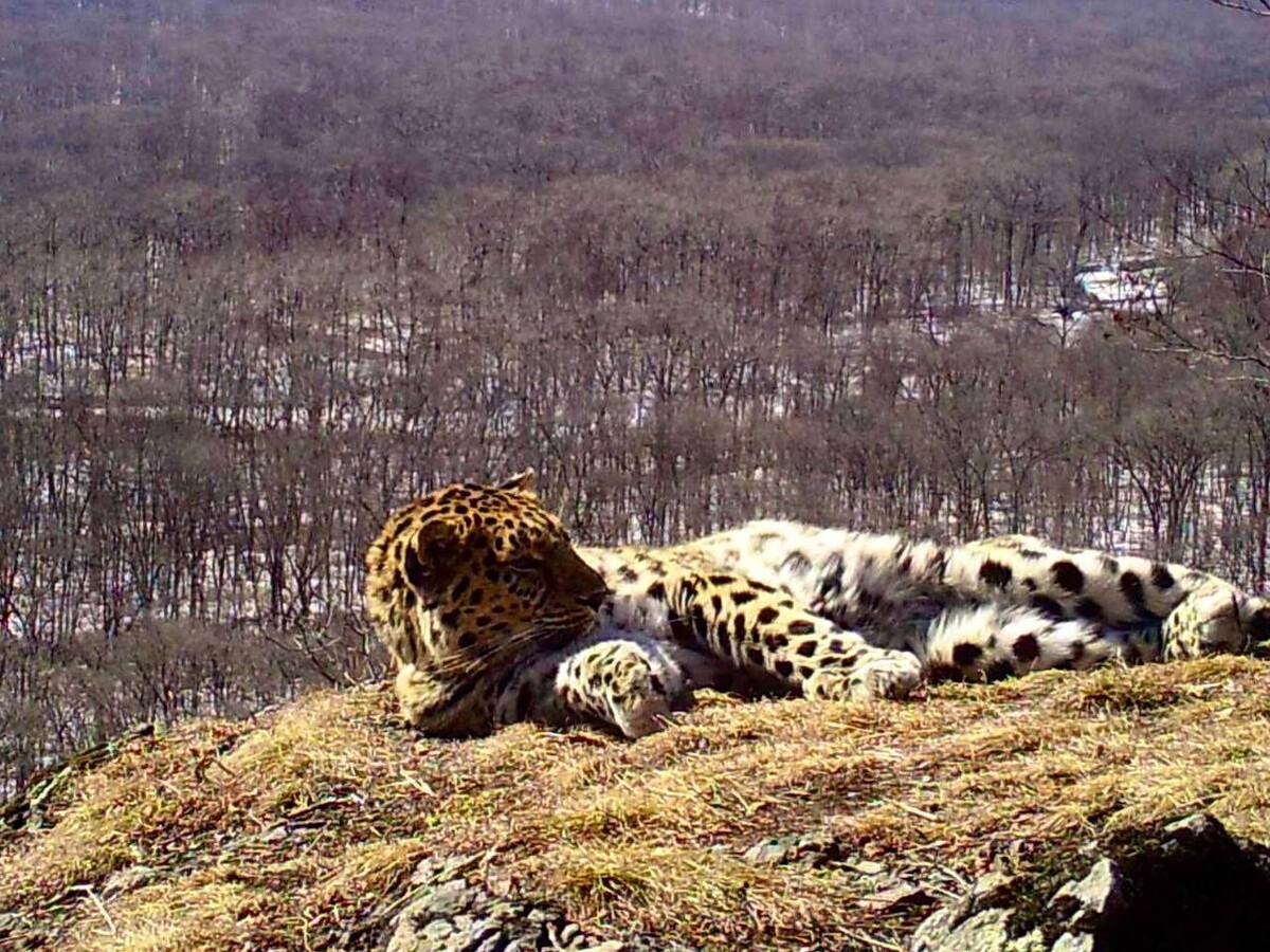     Источник: @amurleo_land