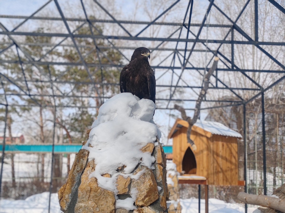    Фото: группа «Большереченский зоопарк» во «ВКонтакте»