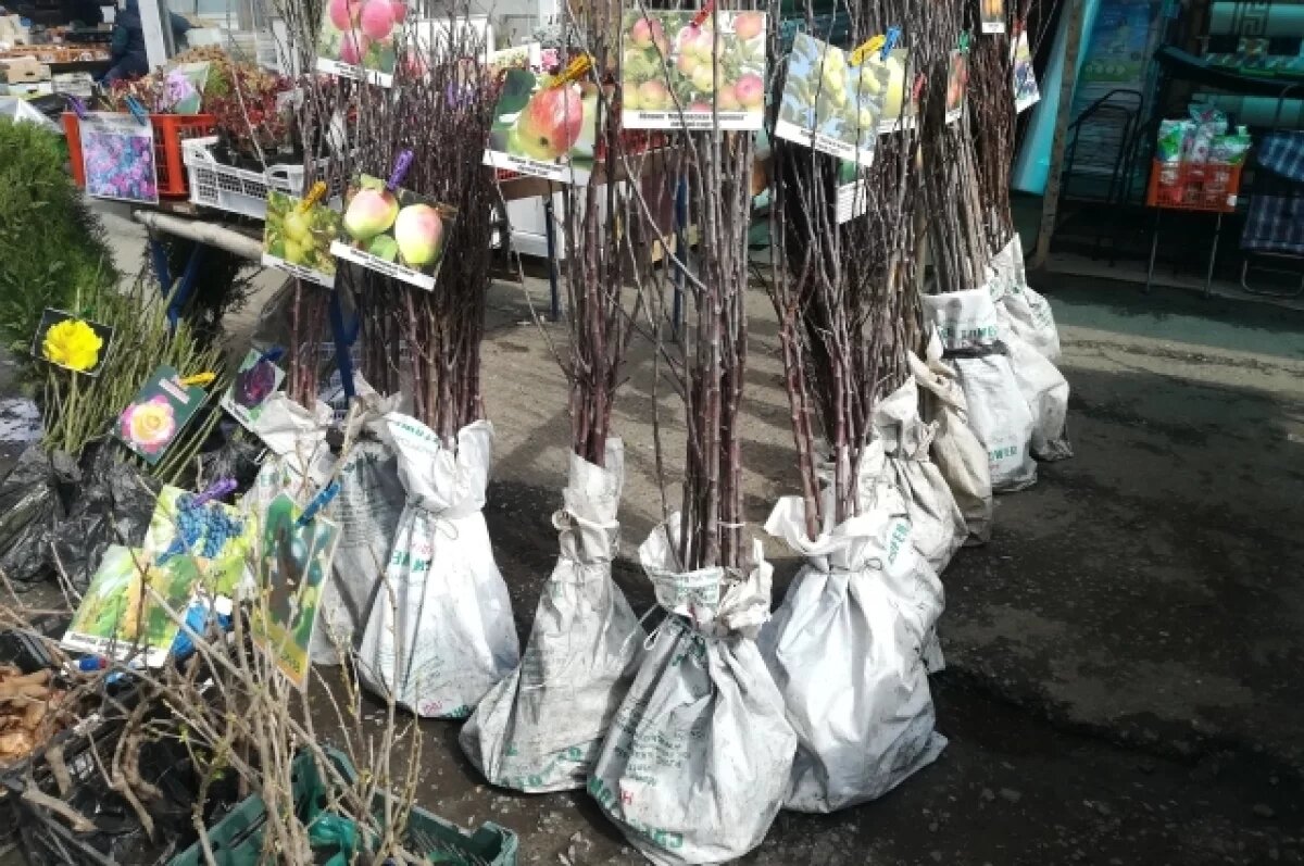    В Роспотребнадзоре рассказали, как выбрать хорошие саженцы