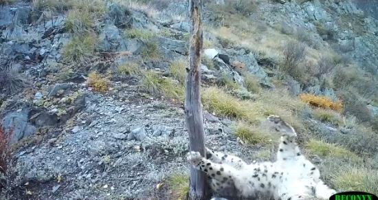     В заповеднике на юге Красноярского края показали игры подросшего ирбиса