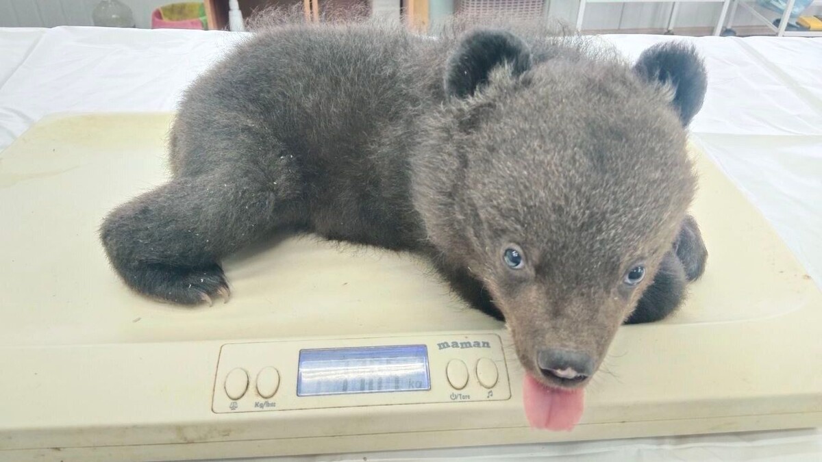     Источник: @minles_pk