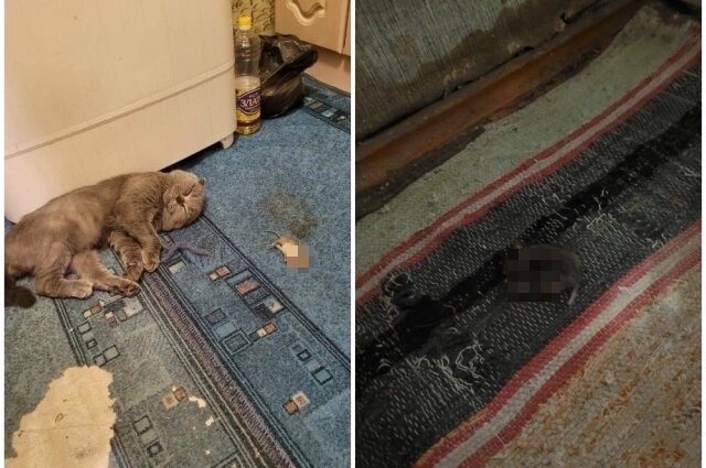    В таких условиях живут жильцы дома по улице Песчаная. Фото: Предоставлено героем публикации "АиФ-Новосибирск"