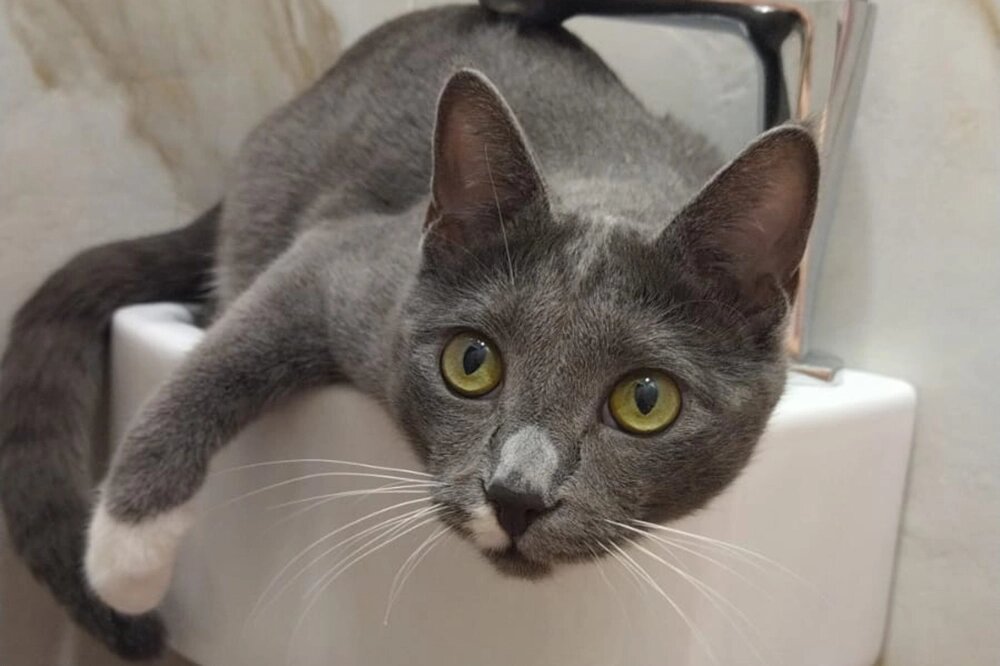    Мурка (39%, 3339 голосов). Фото: Из личного архивa