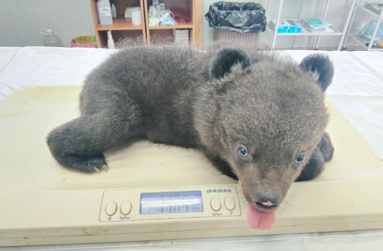 Гималайский медвежонок в центре реабилитации, источник фото: t.me/minles_pk