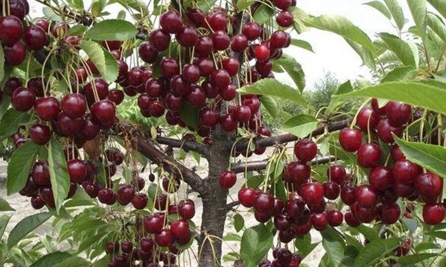 16 самых лучших и урожайных сортов вишни для весенней посадки