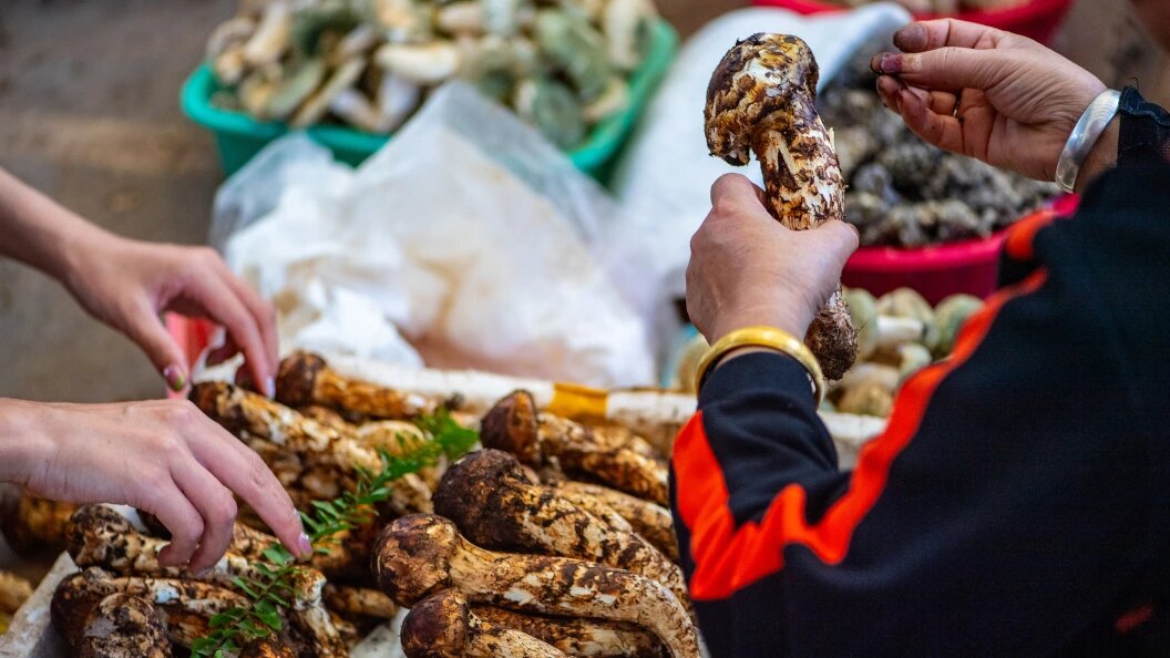    Грибы мацутакэ особо ценятся в китайской кухне. Фото: Jiang Wenyao/Globallookpress