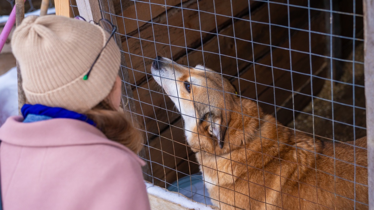    Сотне брошенных собак нашли новых хозяев в Советском районе