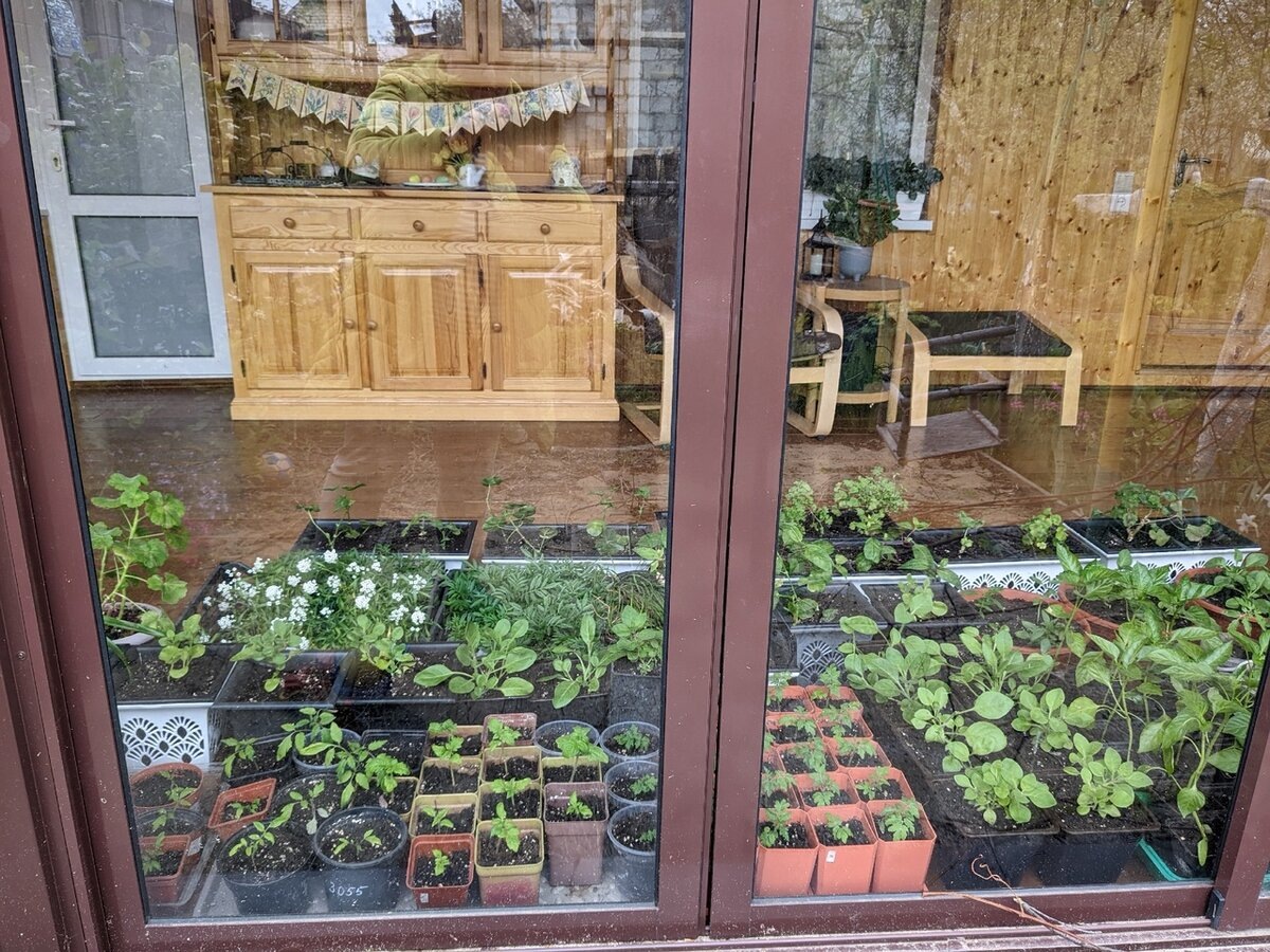 Рассада раскинулась на 10 погонных метров, оставив лишь узкий проход