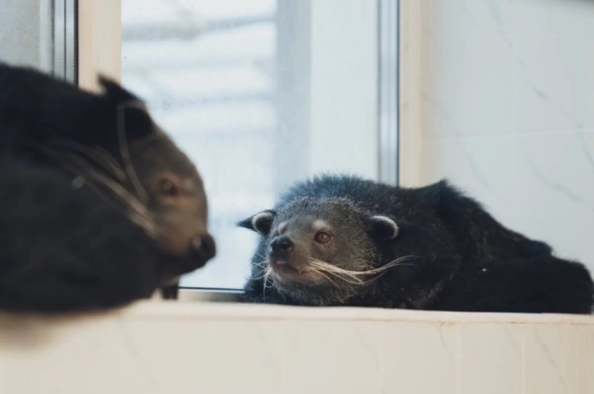    Бинтуронги Лика и Лёва