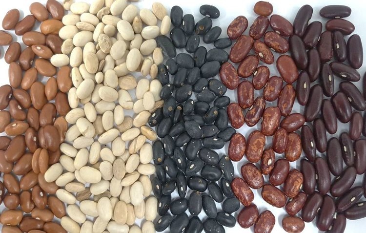    Суперсилу для устойчивости к засухе обыкновенная фасоль получила от ученых Эквадора