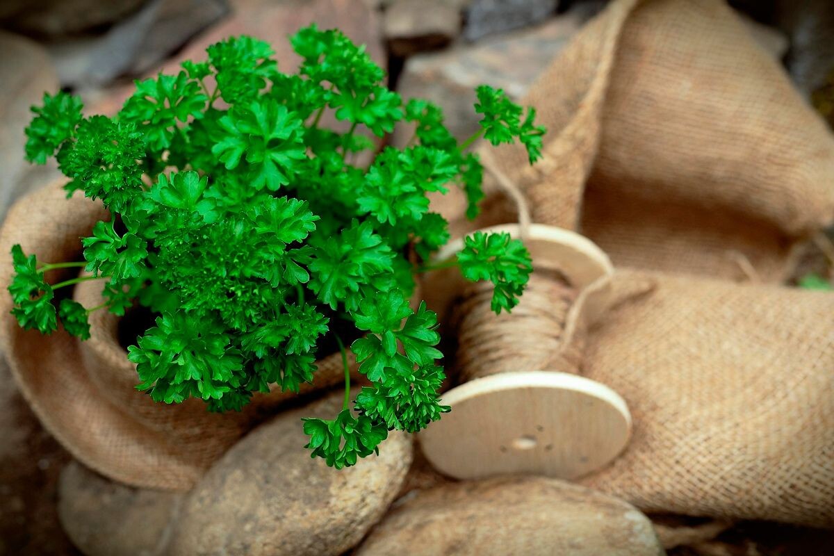    Фото: congerdesign / Pixabay.com