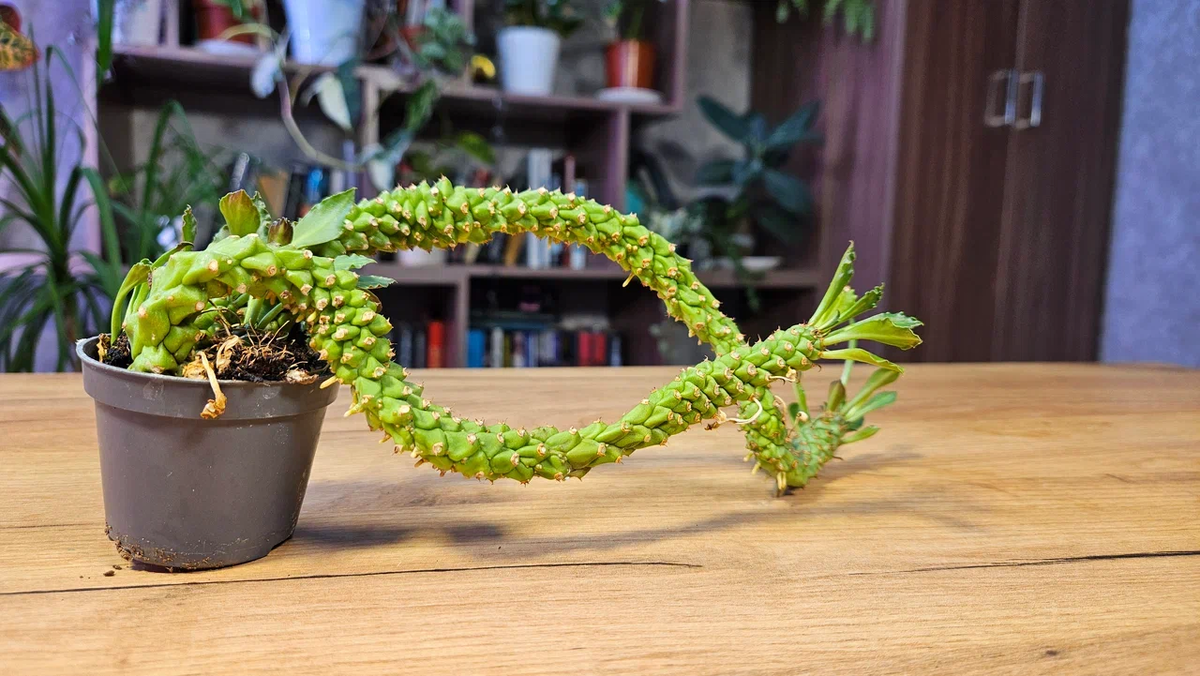 Выросли, но некрасивыми