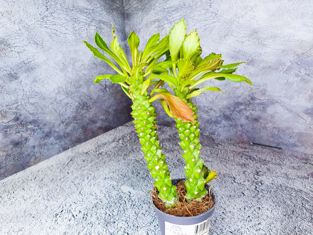 Ну пальмы же, точно!